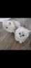 Silver chinchilla persians kittens