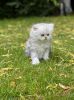Talentedl Persian Kittens