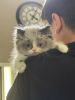 Emotional Support/Therapy Kitten Persian Himilayan