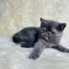 Persian Kittens Available