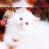 Ultra white Chinchilla Persian Kitten