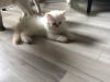 Passionate Persians -2 Cream Point Persians Need Loving Homes