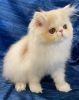 Persian kitty cfa