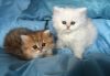 5 gorgeous Persian kittens
