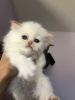 Home Raised Persian Kittens For Sale