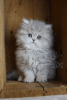 Gorgeous Persian Kittens available in New York