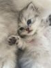 Purebreed Dollfaced Big Blue Eyes Persian Chinchilla Kittens-East Subs