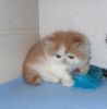 cute persian kittens