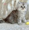 Dollface persian kitten