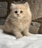 Cute persian kittens available for sale in lucknow