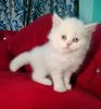 Adorable kittens available for sale in lucknoe