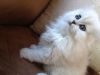 cute persian kitten for good homes