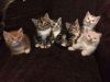 TICA Registered persian kittens