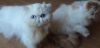 Home trained Persian kittens