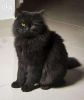 Black Male Persian Cat