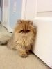 Golden persian female with CFA breeder rights!!!