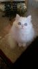 White Female Persian Cat- Looking 4 Forever Home