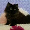 Black Doll Face Persian Kitten