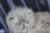 Gorgeous quality Persian Kittens