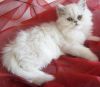Silver Chinchilla Persian Kittens
