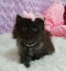Persian Kitten rare black doll face