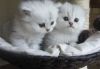 Pedigree Persian Kittens