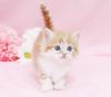 Lovely Hairy Persin Kittens Available