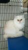 Persian Cats in Florence SC
