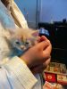 Persian mix breed 2 month old kitten