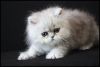 White Persian Kitten For re homing