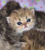 Xmas persian kittens