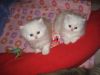 Cream Toy Persian Kittens