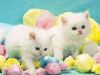 white persian kittens avialable for a good home