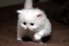 Cfa Registered Persian Kittens For Sale