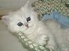 Persian kittens for sale!