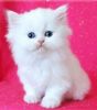 Teacup Persians Kittens for sale