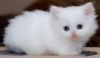 Pure White Teacup Persian Kittens For Sale