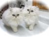 Efficacious Persian Kittens for sale