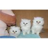 White persian kittens with blue eyes