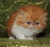 Persian Kittens Available in North Texas