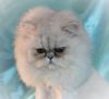 Silver Shaded Female Persian Kitten
