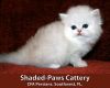 Silver Persian Kitten - Only 1 Left!