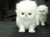 nice white persian kittens ready for you