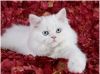 cute Persian kittens for adoption