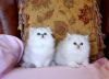 Adorable Pedigree Persian Kittens for rehome
