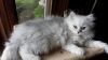 Silver persian kittens