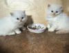 Great Persian Kittens for sale