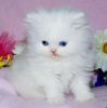 Perfect blue eyes Persian kitten for loving home