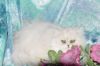 Agreeable Persian kittens responsible