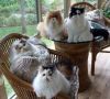 Persian kittens perceptive